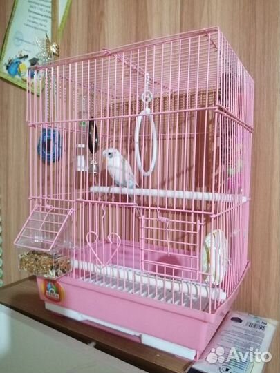 Попугай с клеткой