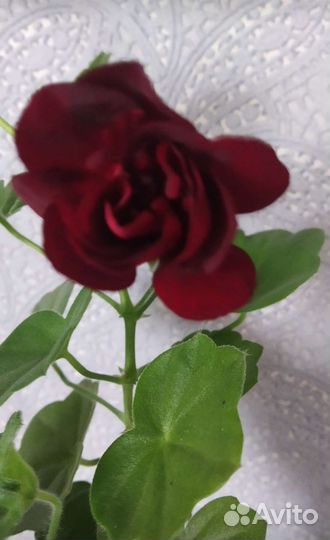 Плющелистная пеларгония