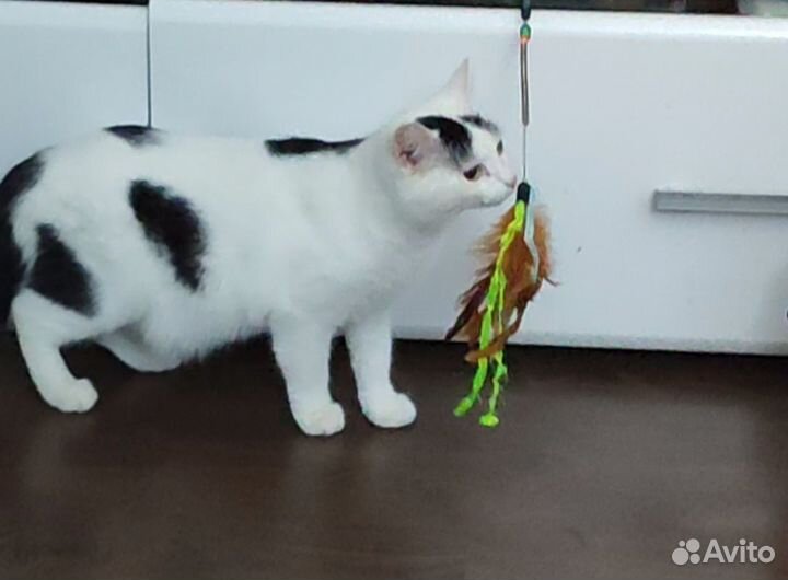 Котёнок- коровка с приданным в дар