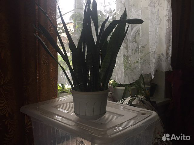 Сансевиерия