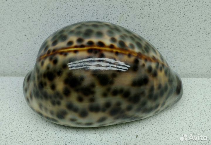 Ципрея Тигрис Каури 9,3 морская ракушка раковина