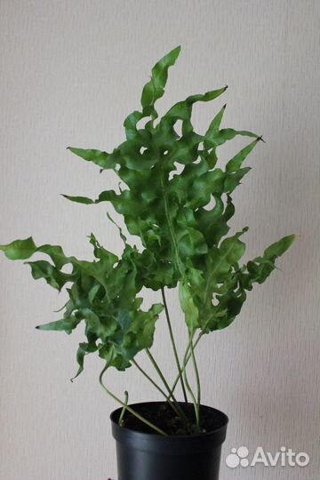 Папоротник Green Wave