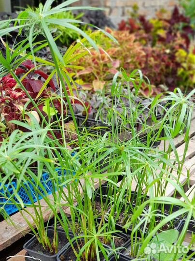 Циперус папирус