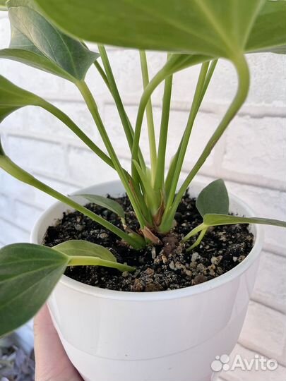 Антуриум лили