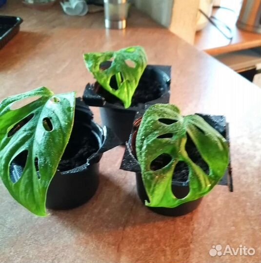 Минимонстерка