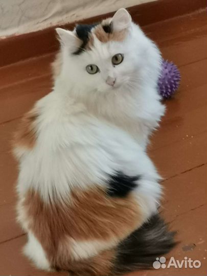 Красавица Белка