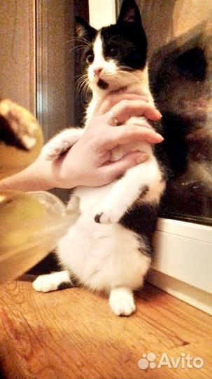 Кошки в добрые руки