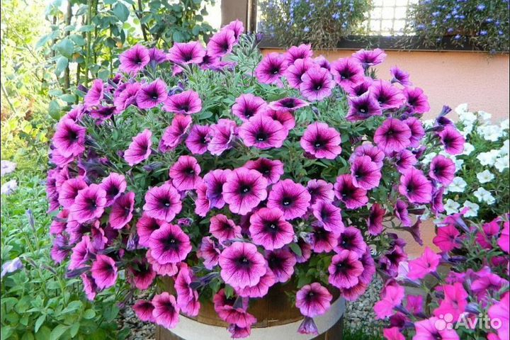 Комнатные растения \ Садовые растения