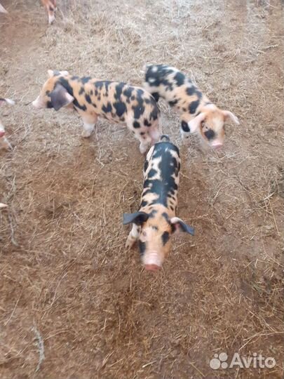 Сельхоз животные