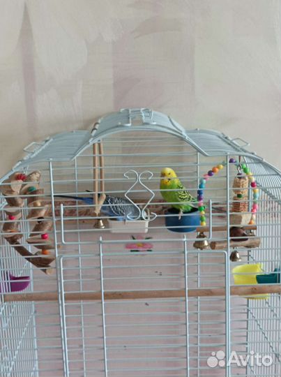 Волнистые попугаи пара