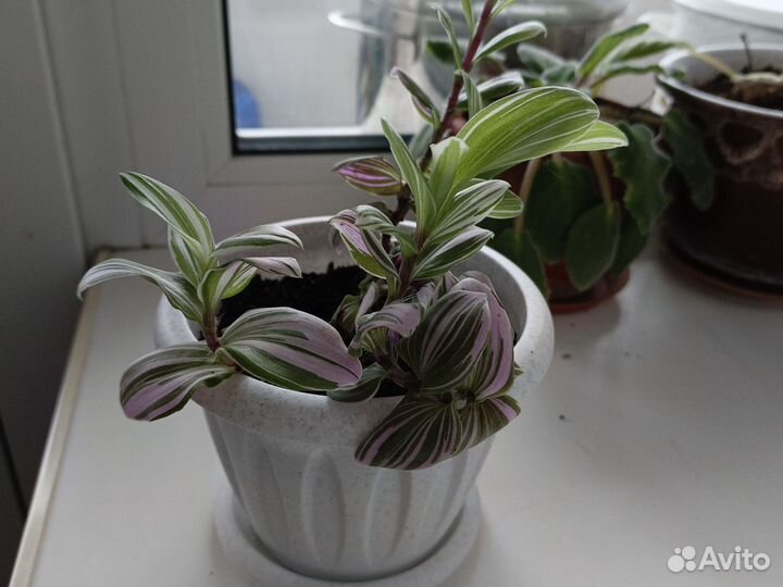 Комнатные цветы