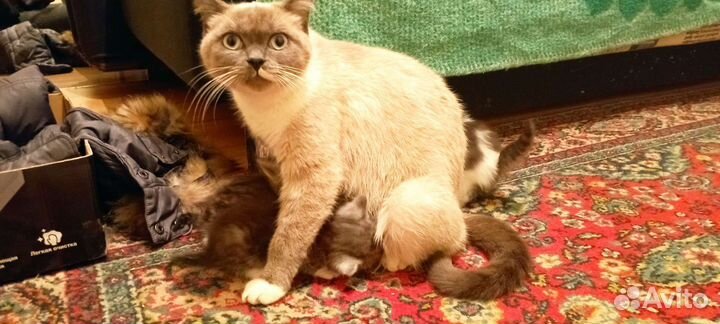 Котенок 2 месяца