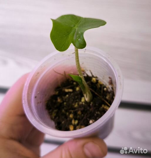 Алоказия Лоу райдер