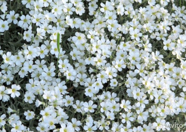 Многолетние цветы, почвопокровные