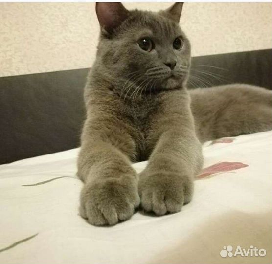 Кошки в добрые руки