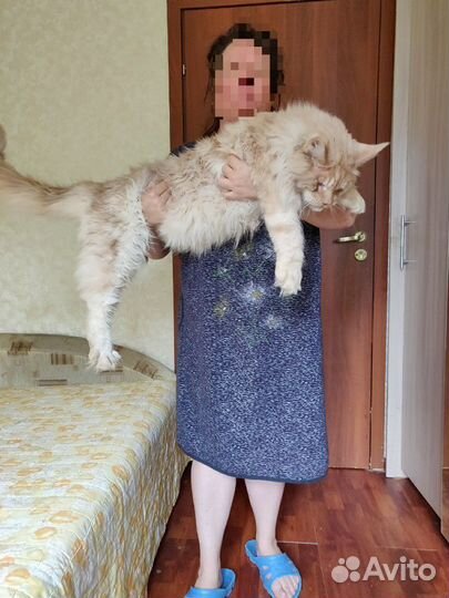 Мейн-кун кот. Вязка