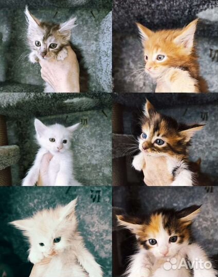 Котята мейн-кун