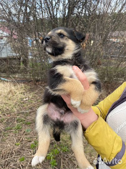 Щенки на охрану