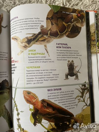 Энциклопедия