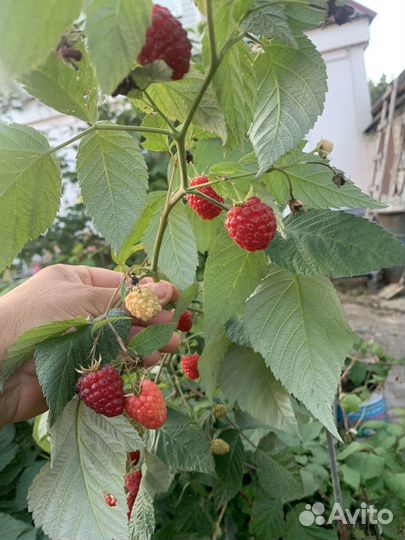 Ремонтантная малина шапка Мономаха