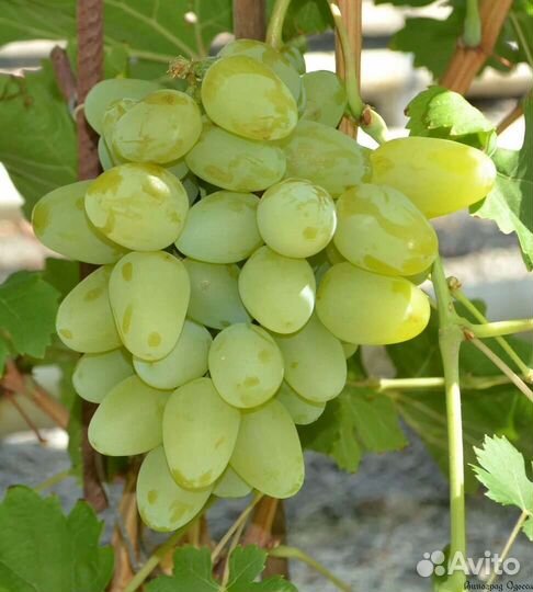 Виноград оптом