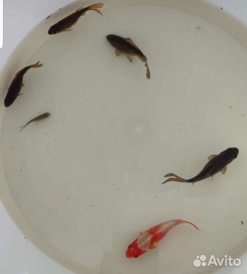 Золотые рыбки