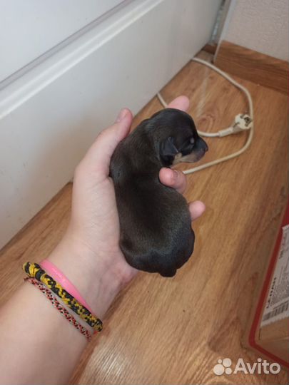 Той-терьер щенки