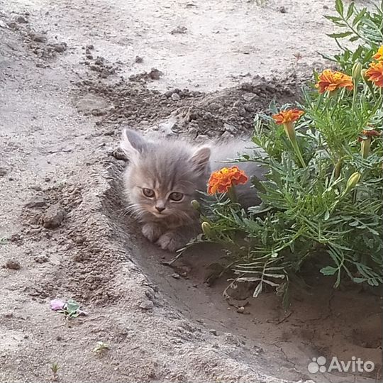 Кошки в добрые руки бесплатно