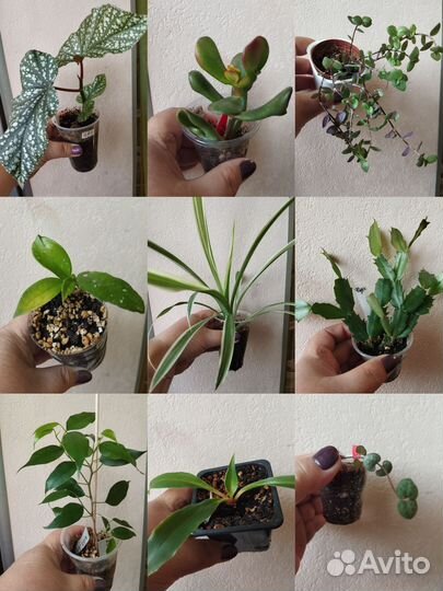 Ассорти комнатных растений