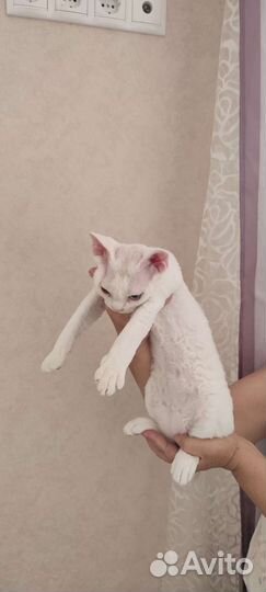 Котята породы Девон Рекс
