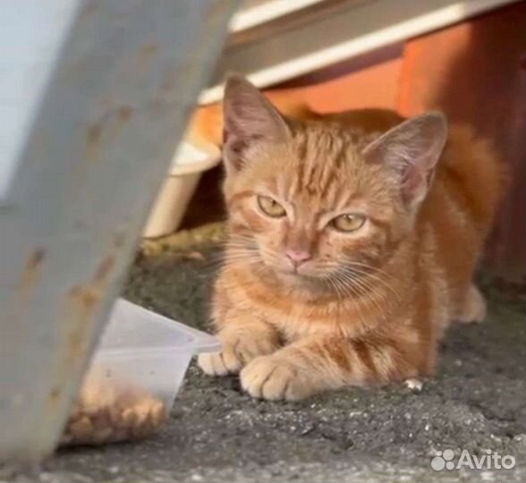 Кошка