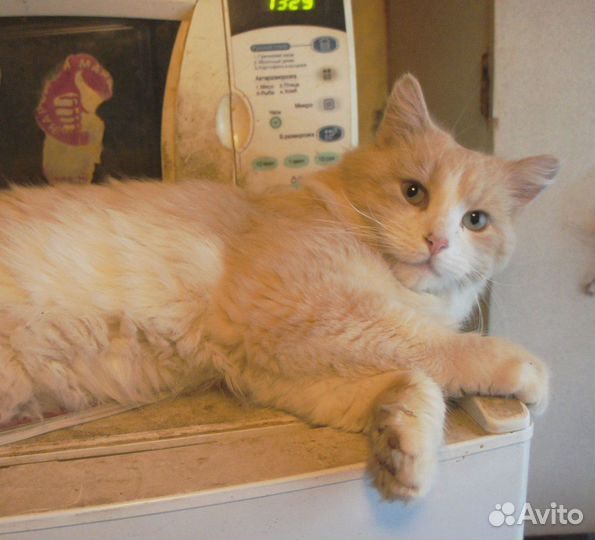 Котик ищет дом