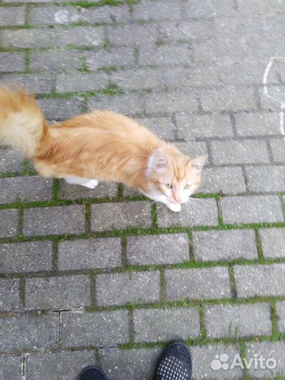 Рыжик, Рыжичек - котик