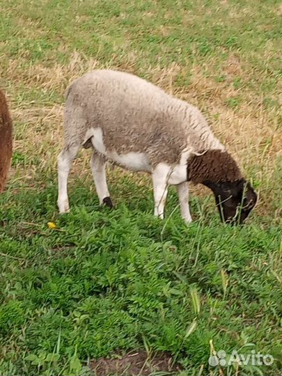 Ярки котные