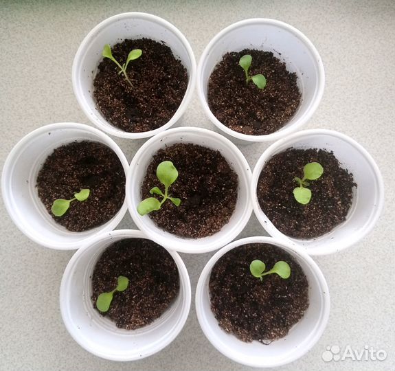 Левкой рассада