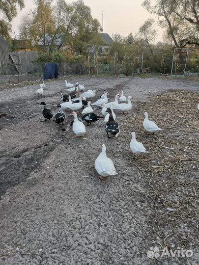 Утки, индюки