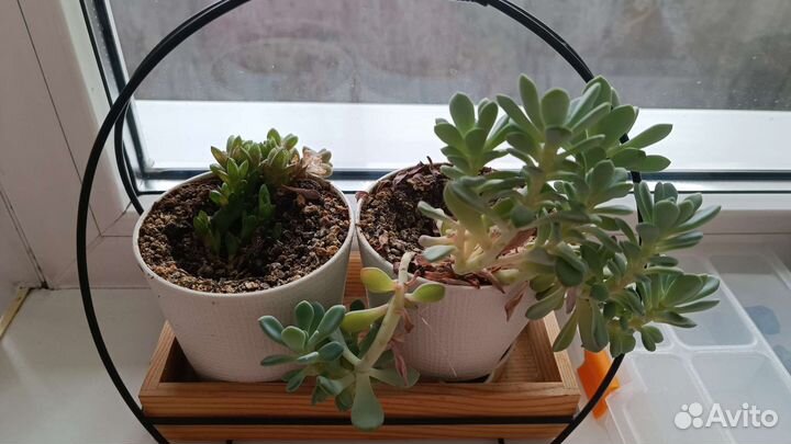 Кактусы и суккуленты