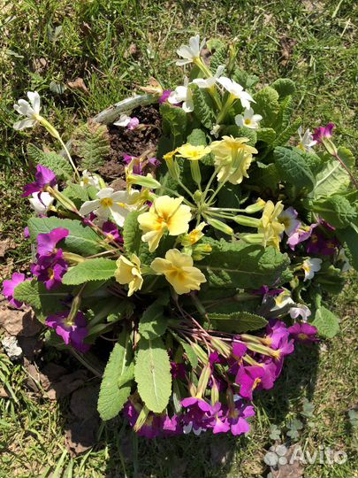 Примулы микс