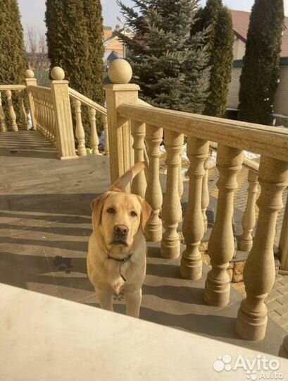 Лабрадор вязка