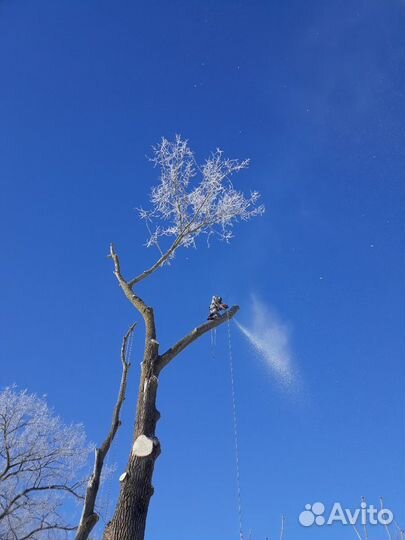 Спиливание деревьев любой сложности