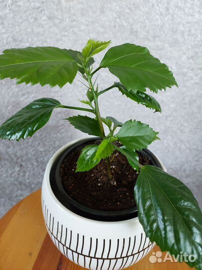 Гибискус комнатный