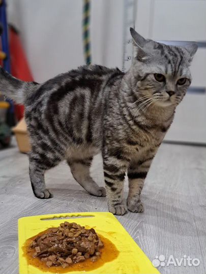 Кот ищет кошечку