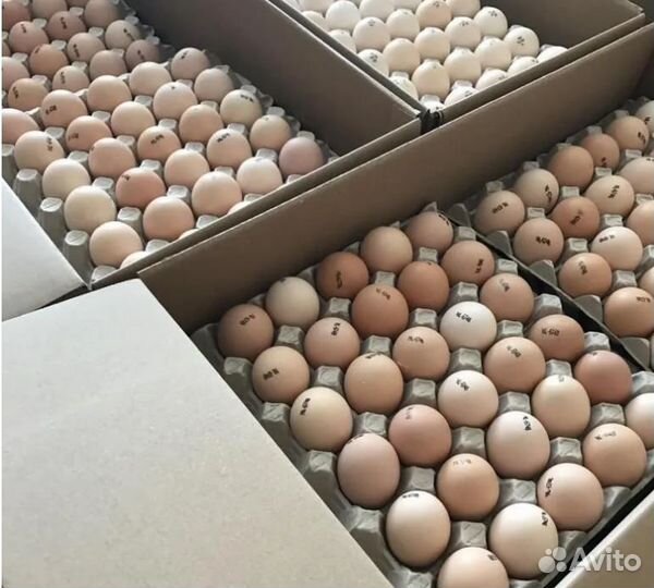 Инкуб. яйцо бройлера(скидки), индюка и др.птицы