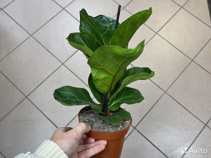 Фикус лирата бамбино Н30