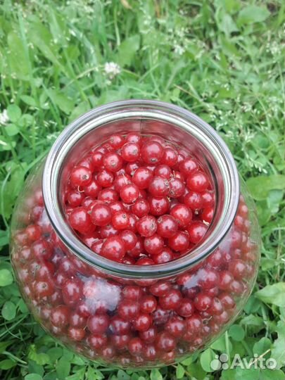 Красная смородина без веток, белая смородина