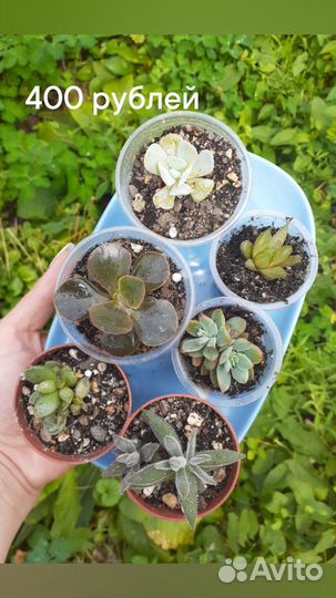 Суккуленты микс