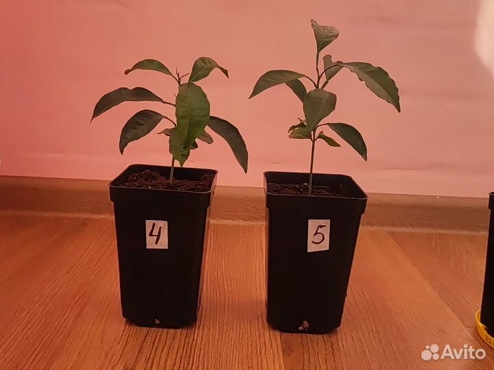 Комнатное дерево из косточек