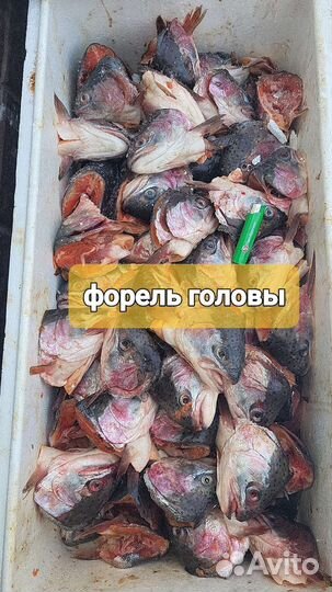 Рыба Головы Мясо для животных. Рыбный фарш