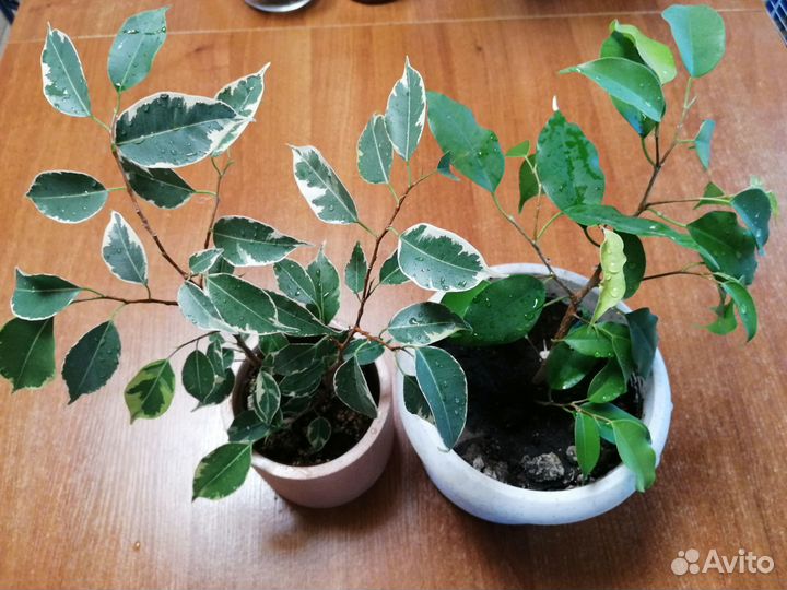 Фикус Бенжамина пестролистный