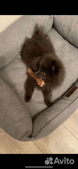 Померанский шпиц